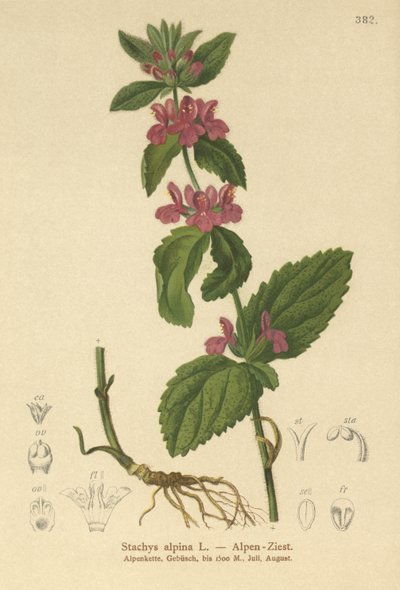 Alpine Woundwort by German School